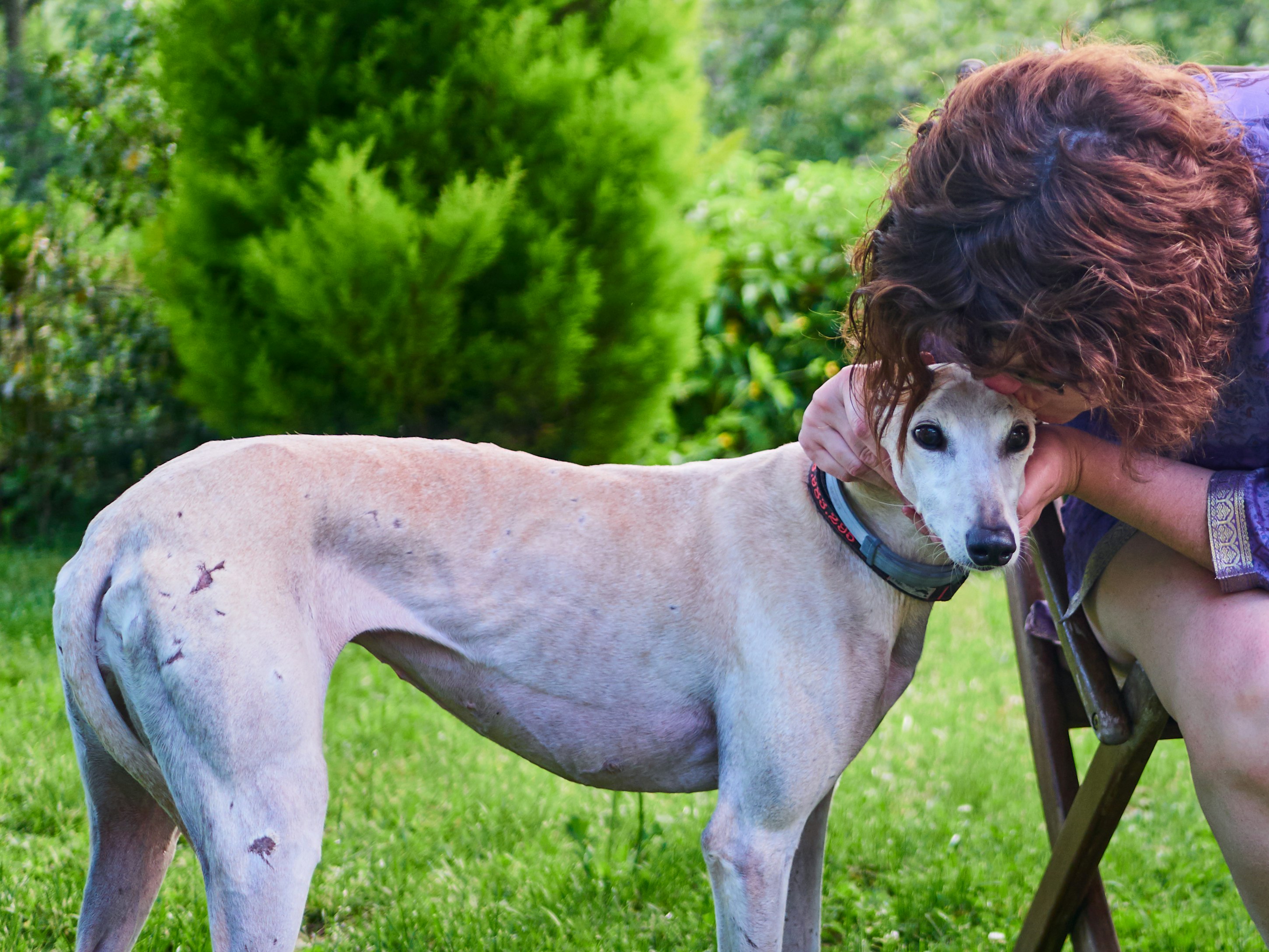 person kissing head of short-coated brown dog